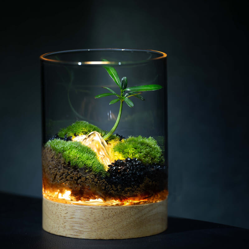 LED Illuminated Miniature Bonsai Terrarium – Live Podocarpus Pine &amp; Moss in Glass Ecosystem