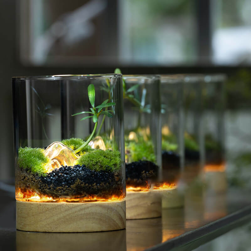 LED Illuminated Miniature Bonsai Terrarium – Live Podocarpus Pine & Moss in Glass Ecosystem