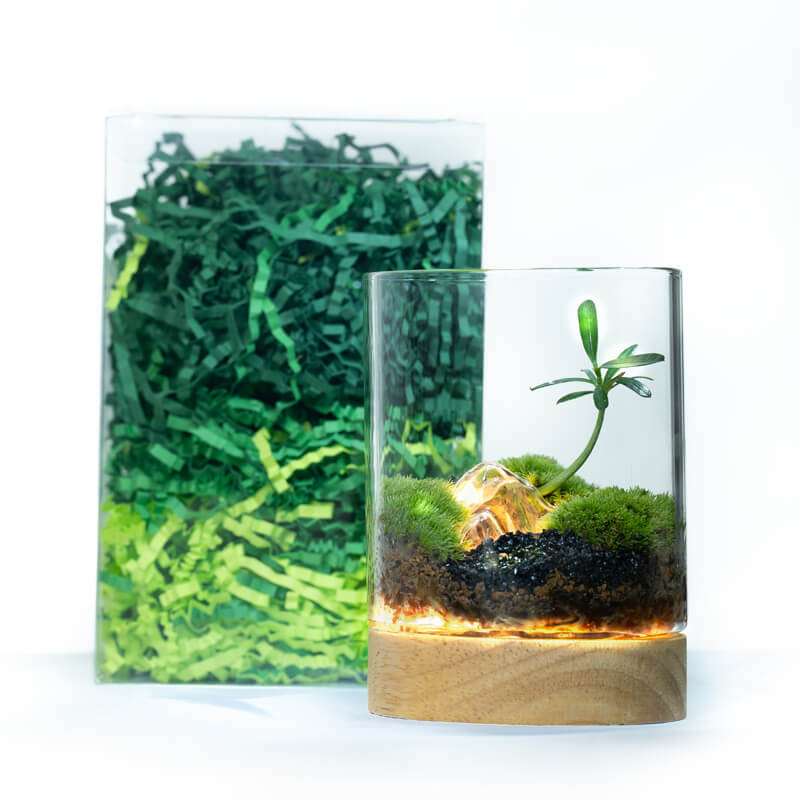 LED Illuminated Miniature Bonsai Terrarium – Live Podocarpus Pine &amp; Moss in Glass Ecosystem