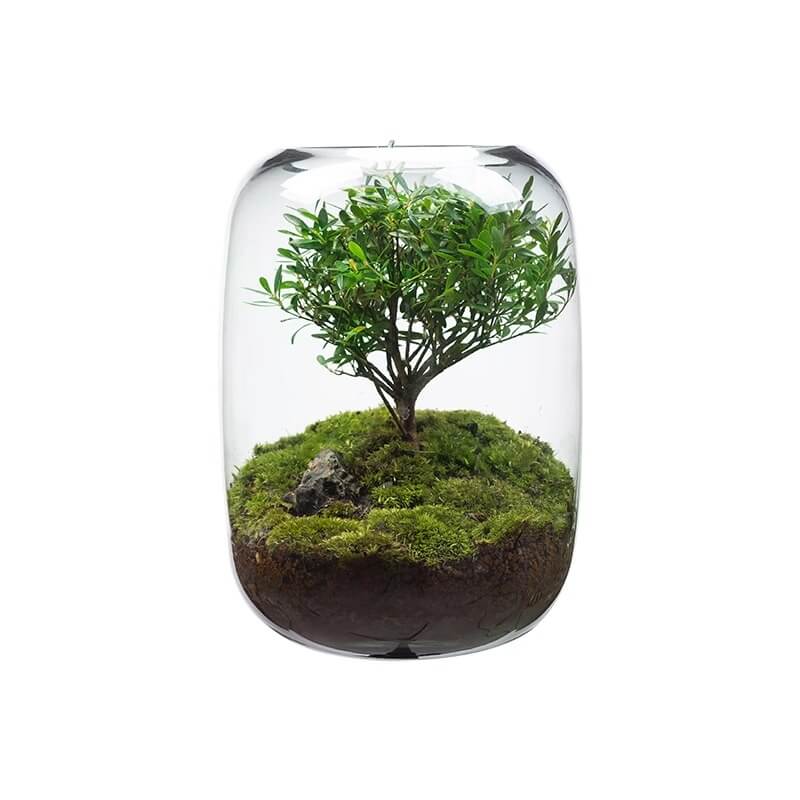 Elegant LED Bonsai Tree Terrarium – Live Ficus Microcarpa in Glass with Adjustable Grow Light