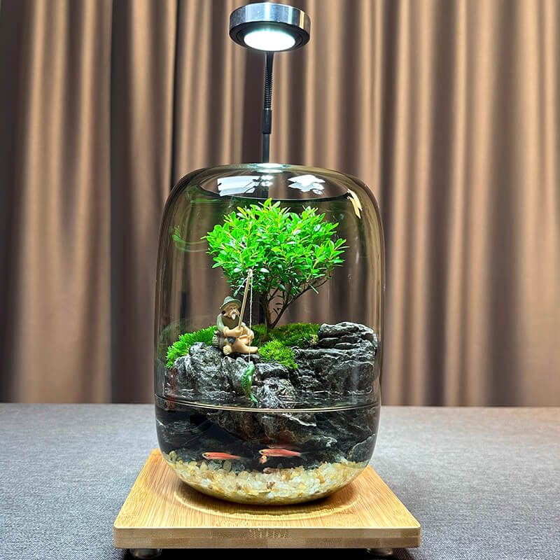 Elegant LED Bonsai Tree Terrarium – Live Ficus Microcarpa in Glass with Adjustable Grow Light