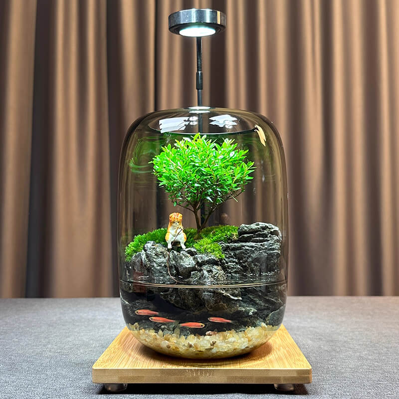 Elegant LED Bonsai Tree Terrarium – Live Ficus Microcarpa in Glass with Adjustable Grow Light