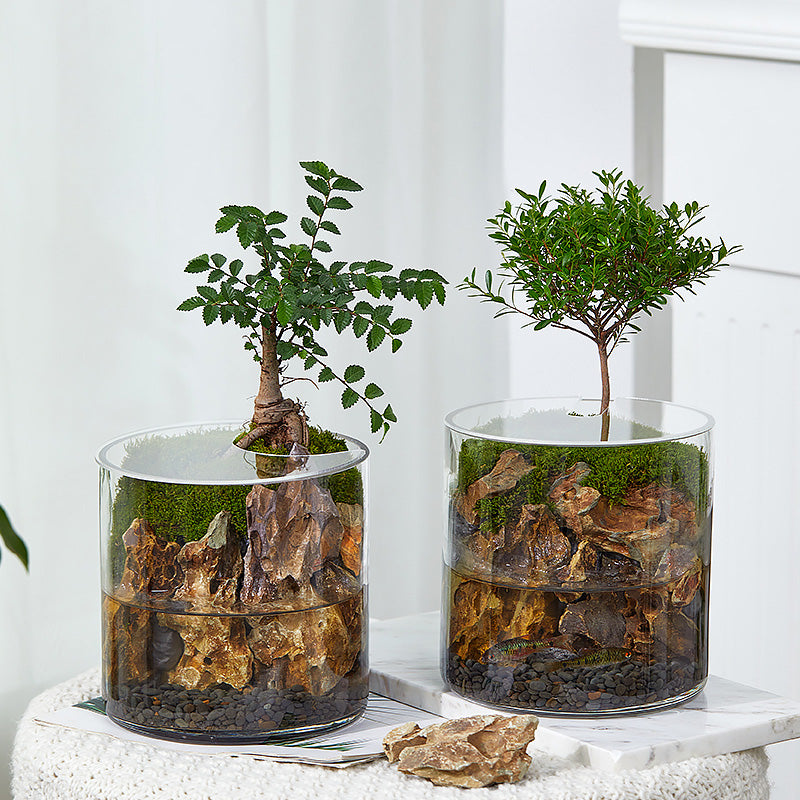 Miniature Glass Terrarium with Live Plants – Real Succulents and Moss in Decorative Glass Cup