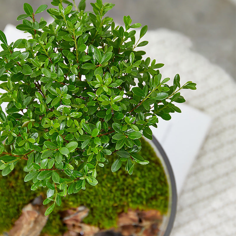 Miniature Glass Terrarium with Live Plants – Real Succulents and Moss in Decorative Glass Cup