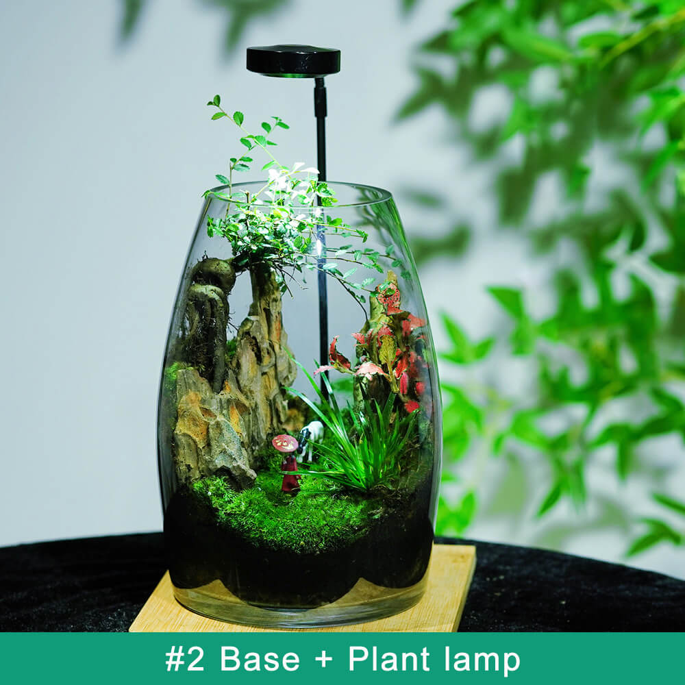 Minimalist LED Succulent Terrarium – Live Succulent Plants in Glass with Natural Stones and Grow Light