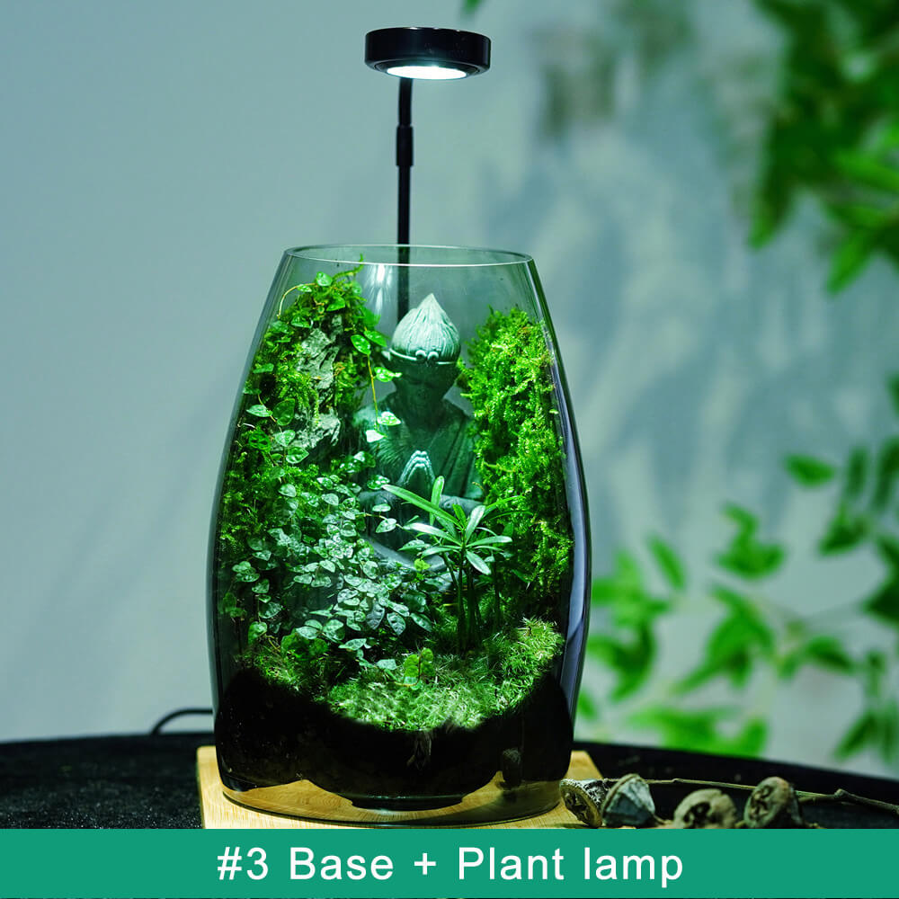 Minimalist LED Succulent Terrarium – Live Succulent Plants in Glass with Natural Stones and Grow Light