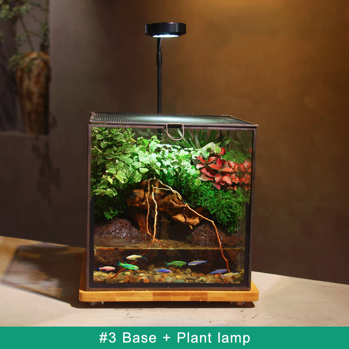 Live Plant Miniature Terrarium – Real Plants in Glass Ecosystem with Natural Stones and Decorative Moss