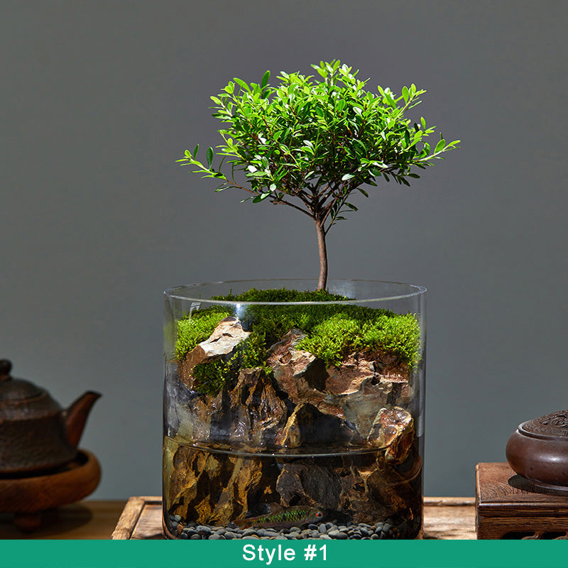 Miniature Glass Terrarium with Live Plants – Real Succulents and Moss in Decorative Glass Cup