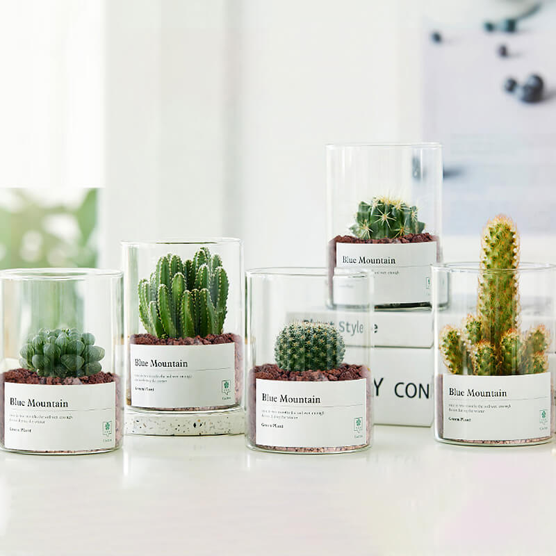 Modern Glass Terrarium Mini Cactus Décor - Desktop Greenery Gift for Home & Office