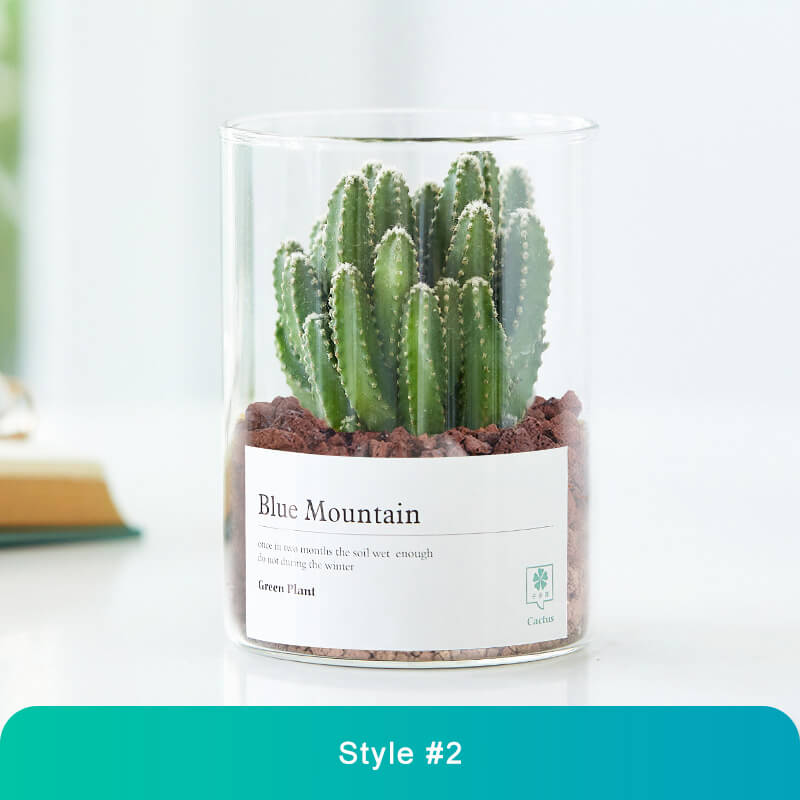 Modern Glass Terrarium Mini Cactus Décor - Desktop Greenery Gift for Home & Office