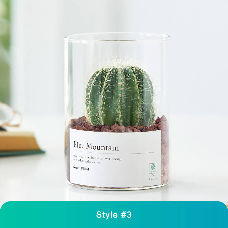 Modern Glass Terrarium Mini Cactus Décor - Desktop Greenery Gift for Home & Office