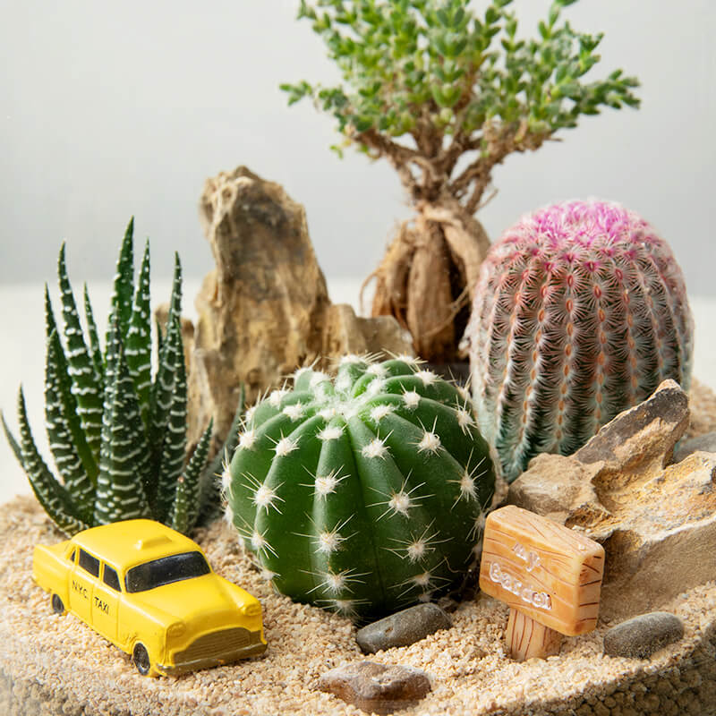 Handcrafted Glass Terrarium with Live Mini Plants – Unique Micro Landscape Décor for Home & Office