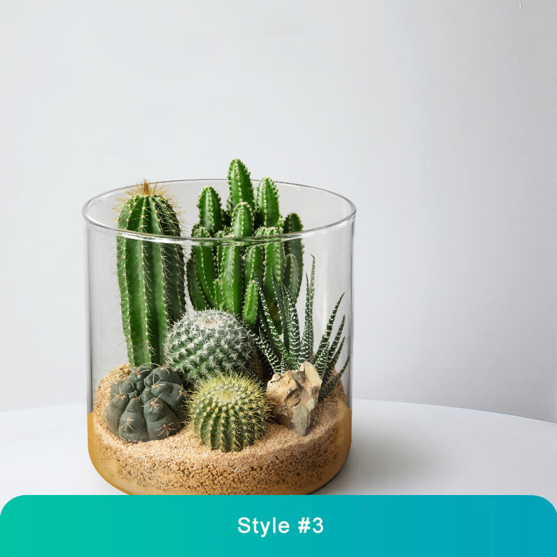 Handcrafted Glass Terrarium with Live Mini Plants – Unique Micro Landscape Décor for Home & Office