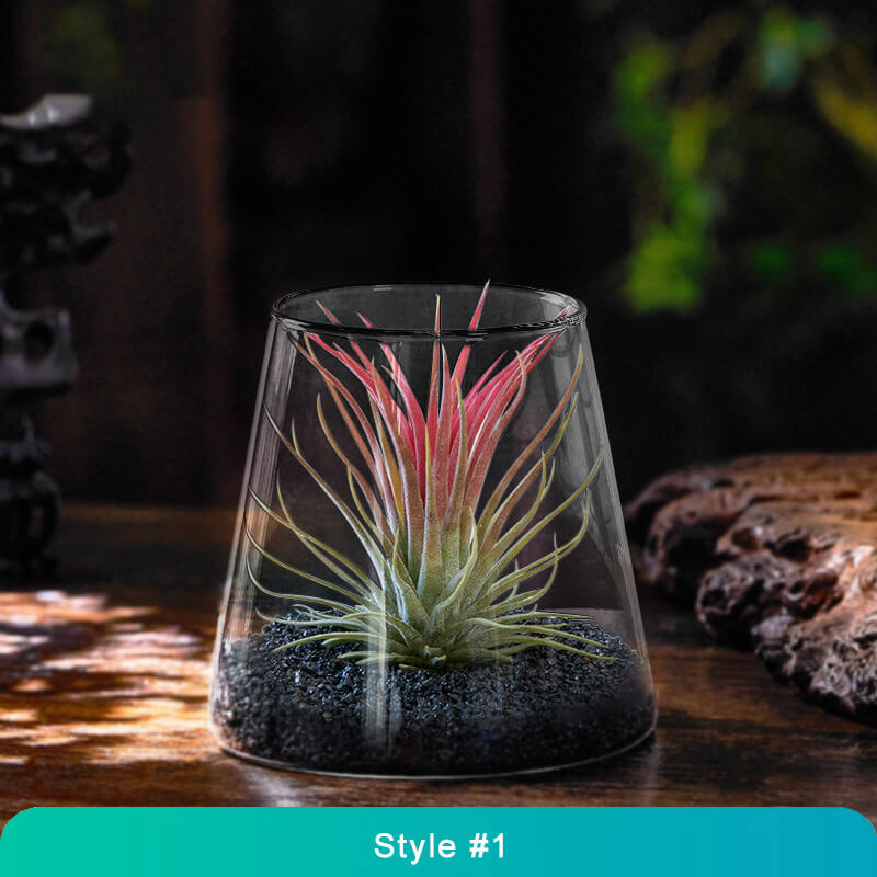 Air Plant Glass Terrarium – Stylish Live Plant Micro Landscape for Home & Office Décor