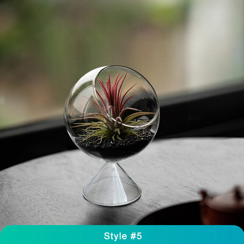 Air Plant Glass Terrarium – Stylish Live Plant Micro Landscape for Home & Office Décor