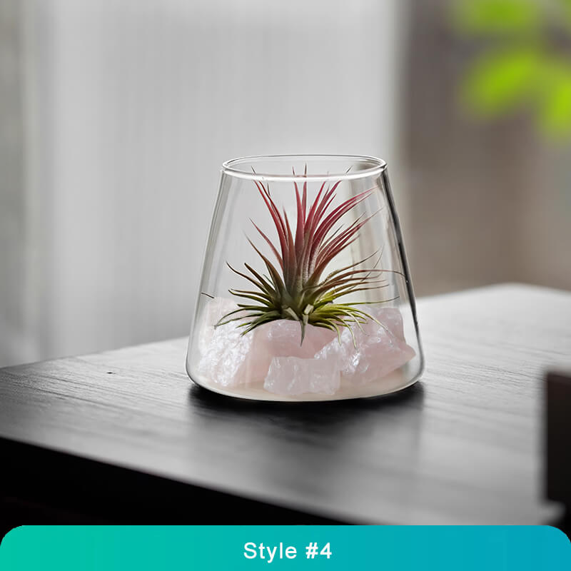 Air Plant Glass Terrarium – Stylish Live Plant Micro Landscape for Home & Office Décor