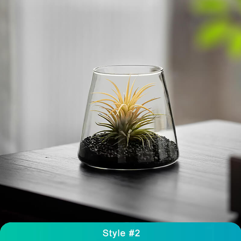 Air Plant Glass Terrarium – Stylish Live Plant Micro Landscape for Home & Office Décor