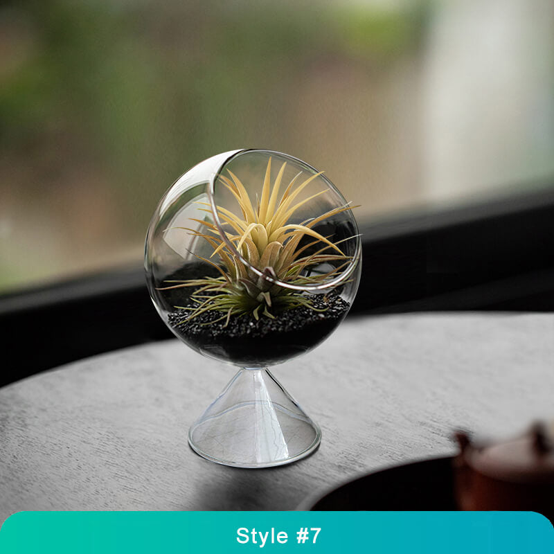 Air Plant Glass Terrarium – Stylish Live Plant Micro Landscape for Home & Office Décor