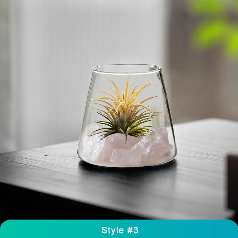 Air Plant Glass Terrarium – Stylish Live Plant Micro Landscape for Home & Office Décor